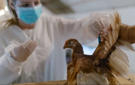 Памятка по недопущению заноса, распространения высокопатогенного гриппа птиц и заражения людей в связи с неблагополучной эпизоотической ситуацией